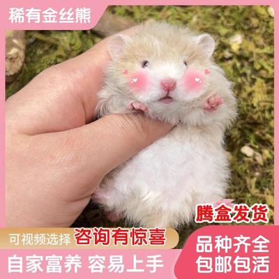 厂家卷毛金丝熊纯银肉桂波利熊仓鼠鸽灰长毛大体仓鼠礼物视频挑选
