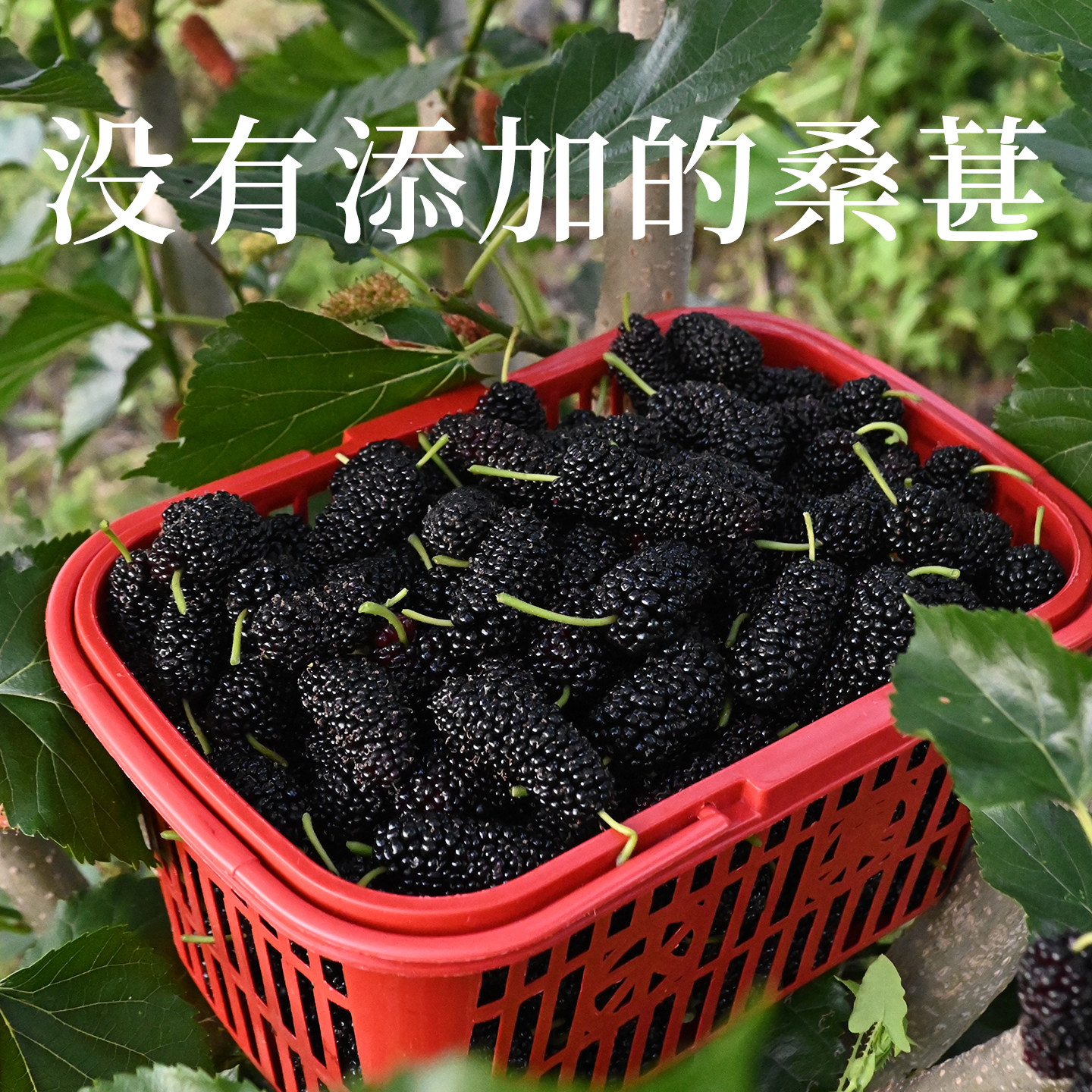 山东桑葚干泡茶泡水喝新货头茬大果干净不带沙子不加糖黑桑葚干
