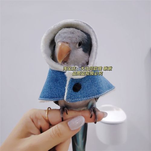 牛仔款鹦鹉披风斗篷鸟衣服鹦鹉披D风玄凤加厚保暖外出服鹦鹉用品