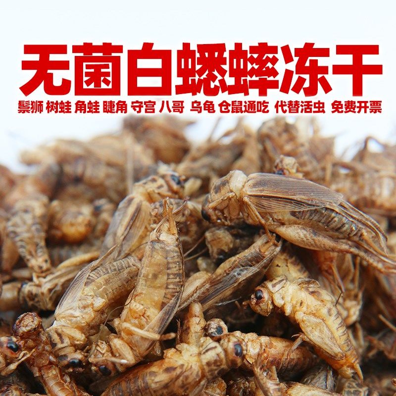 白蟋蟀冻a干爬宠粮饲料鬃狮睫角守宫乌龟角姥爷树蛙绣眼鸟八哥粮,宠物/宠物食品及用品,爬虫/鸣虫食物,淘宝优惠券,粉丝福利购,淘宝优惠卷