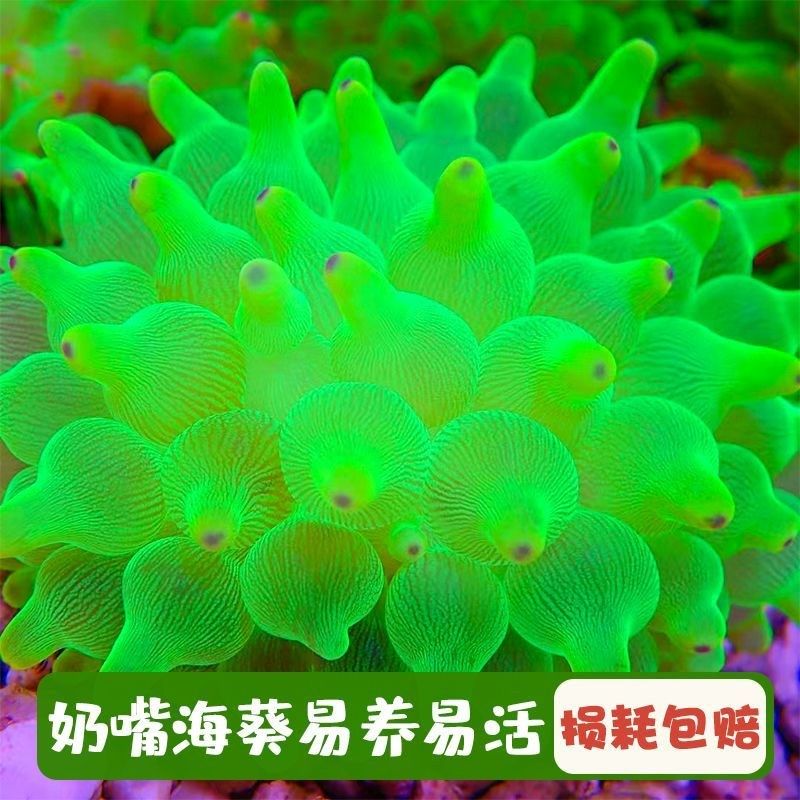 海葵荧光绿红海葵珊瑚绿地毯小丑鱼共生海葵N软体鱼缸奶嘴奶白海,宠物/宠物食品及用品,珊瑚/海葵,淘宝优惠券,粉丝福利购,淘宝优惠卷