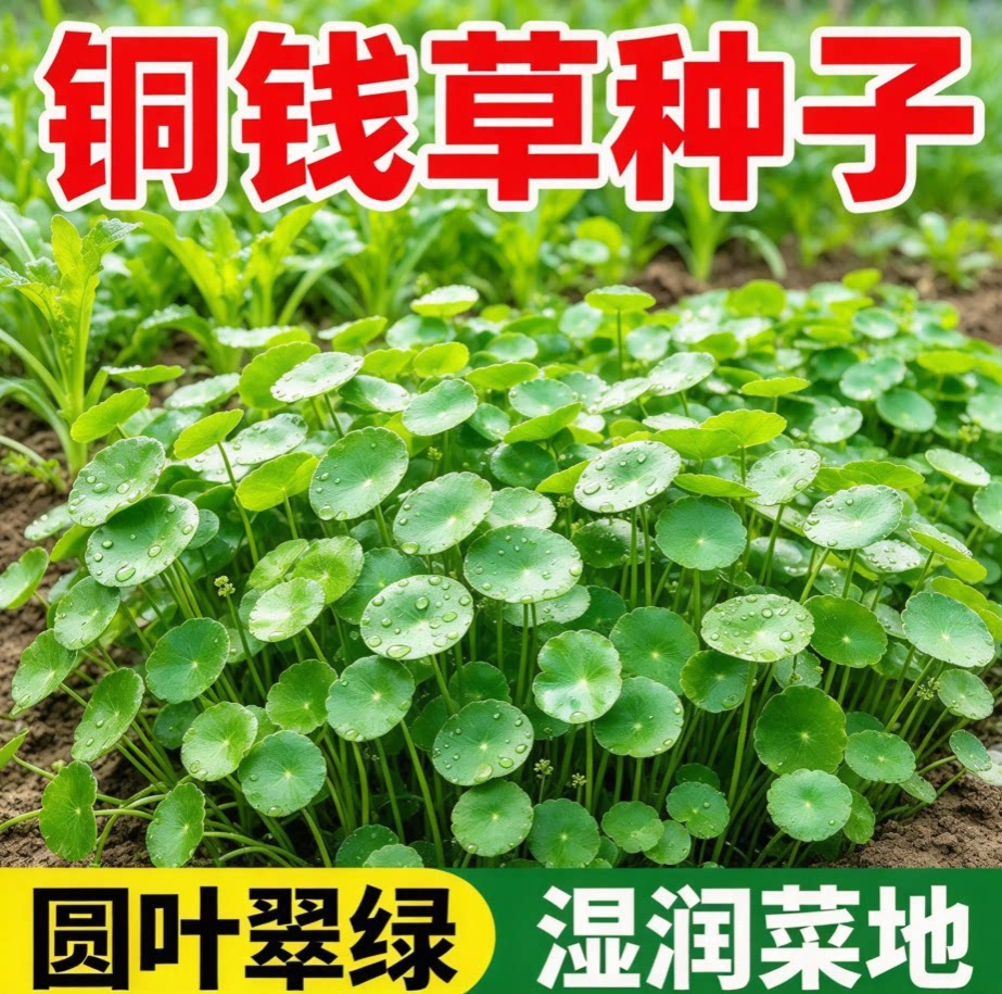 铜钱草种籽大叶水养金钱草绿植鱼缸水草办公室桌面盆栽净化水