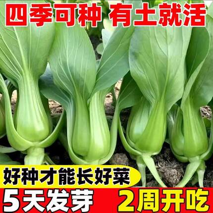 夏季抗热上海青青菜种子籽青梗菜正宗矮脚油菜耐热耐高温蔬菜种子