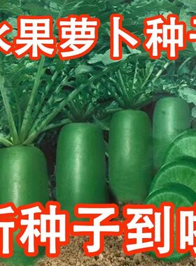 水果萝卜种子沙窝萝卜种籽凤梨冰糖心青萝卜四季种植蔬菜大全种孑