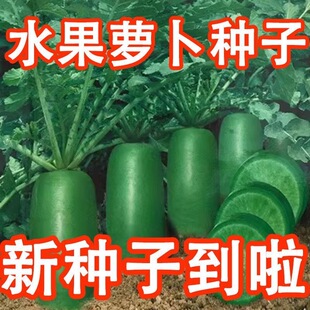 水果萝卜种子沙窝萝卜种籽凤梨冰糖心青萝卜四季种植蔬菜大全种孑