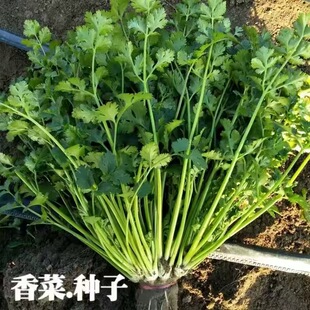 香菜种子四季易种耐热耐抽苔阳台水果蔬菜种子水果农家四季香菜