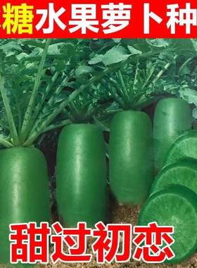 水果萝卜种子沙窝萝卜种籽凤梨冰糖心青萝卜四季种植蔬菜大全种孑