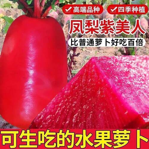 今年新品种凤梨水果萝卜种子生吃紫美人萝卜胭脂萝卜籽夏季可播种