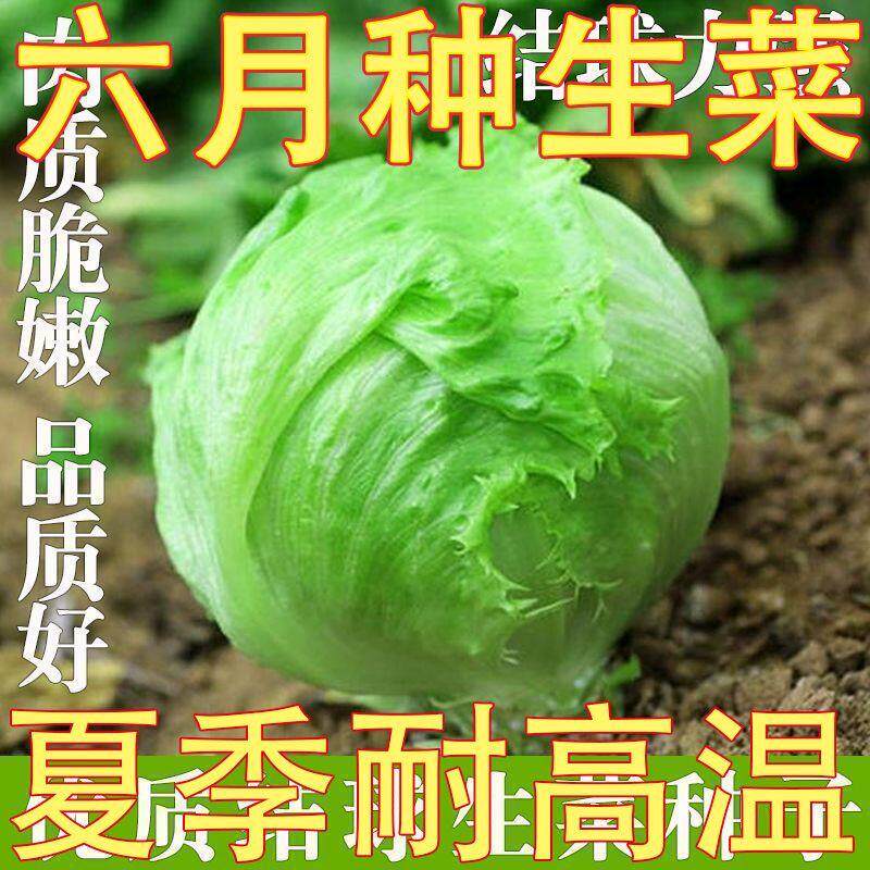 结球生菜奶油圆生菜西餐汉堡火锅用包心沙拉新鲜蔬菜圆西生菜种子