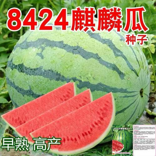 8424麒麟懒汉西瓜超甜美都甜王无籽四季蔬菜水果南方花皮西瓜新鲜