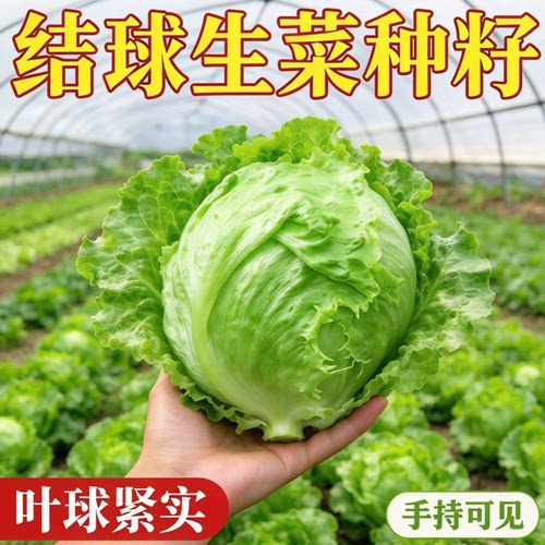 结球生菜奶油圆生菜西餐汉堡火锅用包心沙拉新鲜蔬菜圆西生菜种子