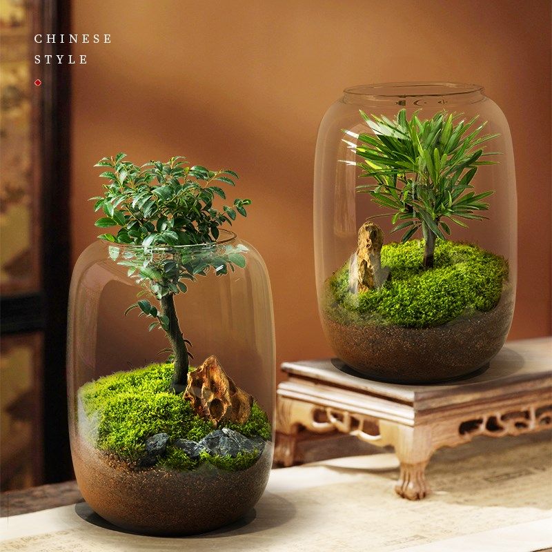 生命之树创意小叶紫檀植物桌面苔藓微景观盆景鲜活绿植生态瓶盆栽