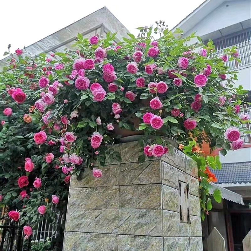 南阳棒棒糖月季玫瑰花卉月季花苗欧月阳台庭院四季开花不断带花苞