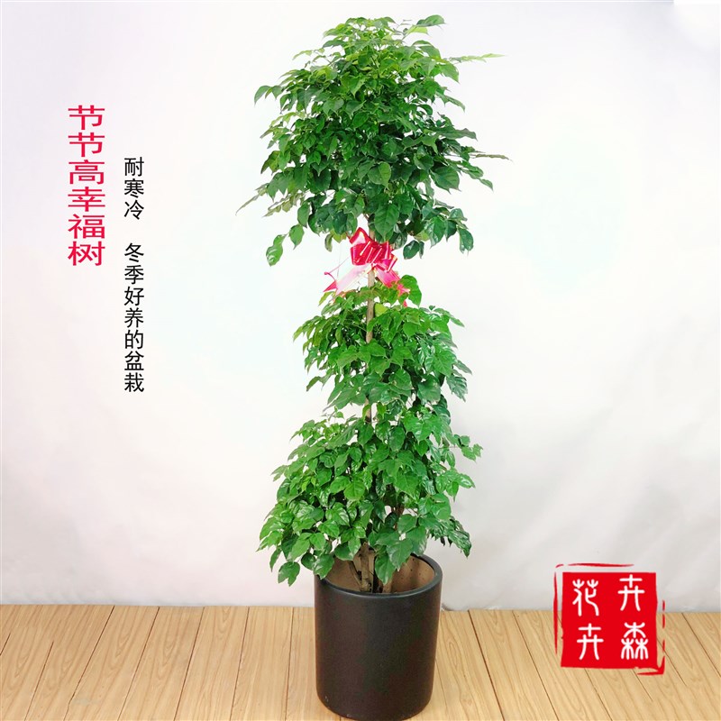 成都节节高幸福树办公室冬季好养耐寒盆栽大绿植居家送礼盆景卉森