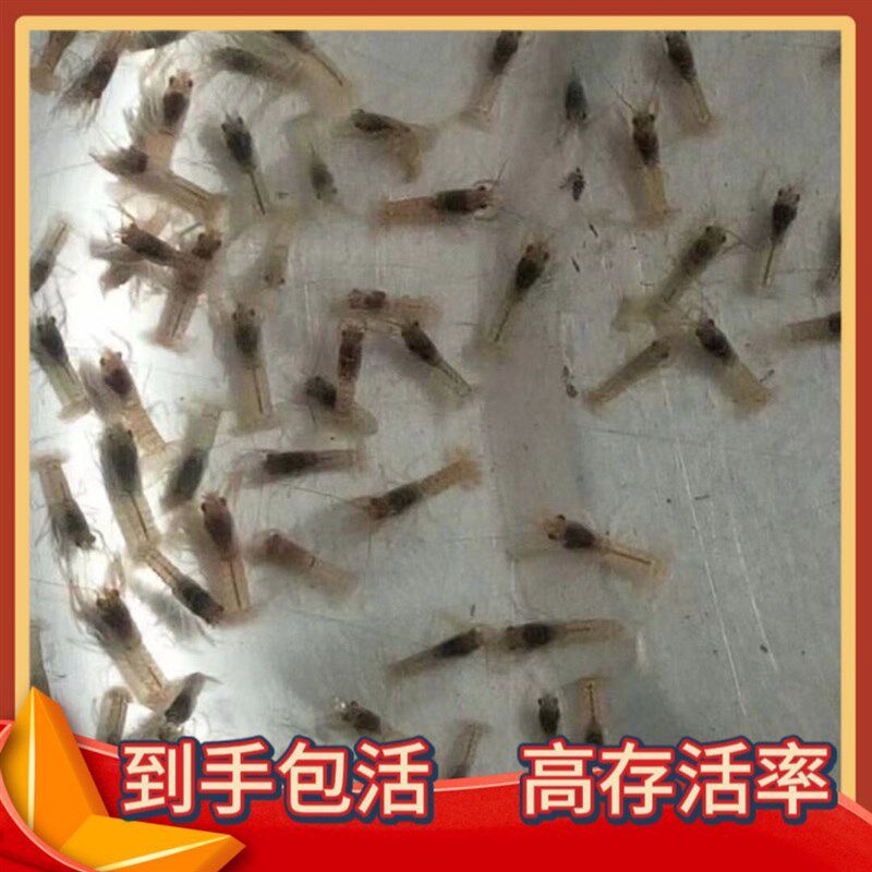 正品澳洲淡水龙虾苗鲜活鳌虾鱼池养殖鱼缸宠物蓝龙观赏饲养可食用