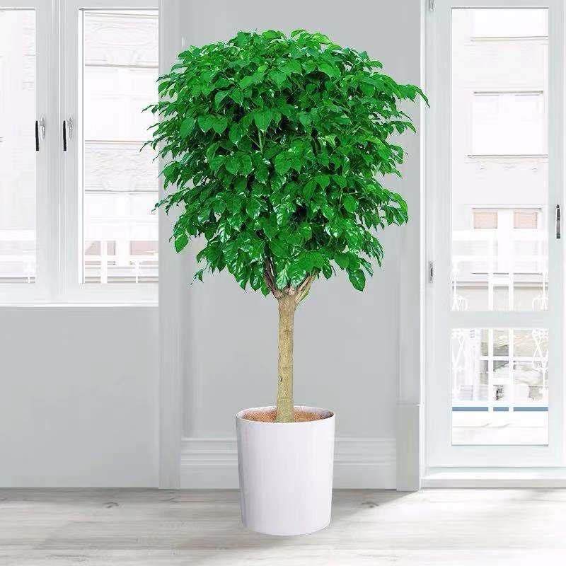 丛生独杆幸福树盆栽大型绿植花卉树盆栽室内客厅办公室植物盆景