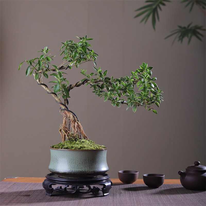 六月雪真盆景室内悬崖式植物造型摆件中式茶室阳台绿植花卉盆栽