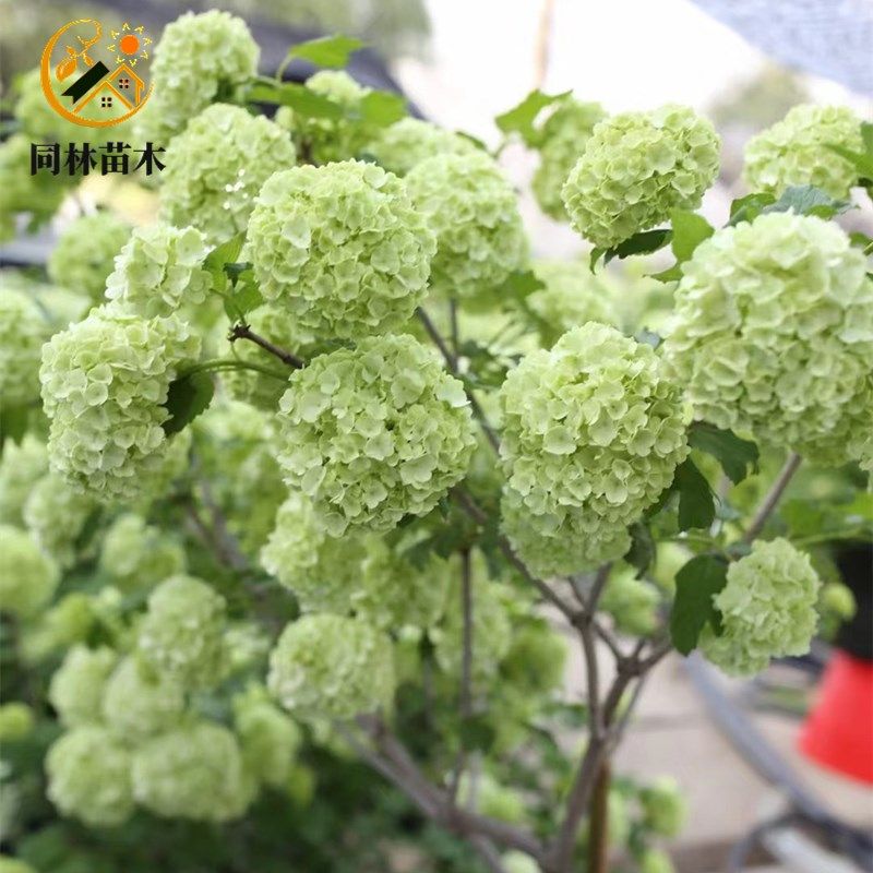 欧洲木绣球树苗玫瑰花树苗庭院花卉盆栽植物耐寒树苗木本绣球大苗