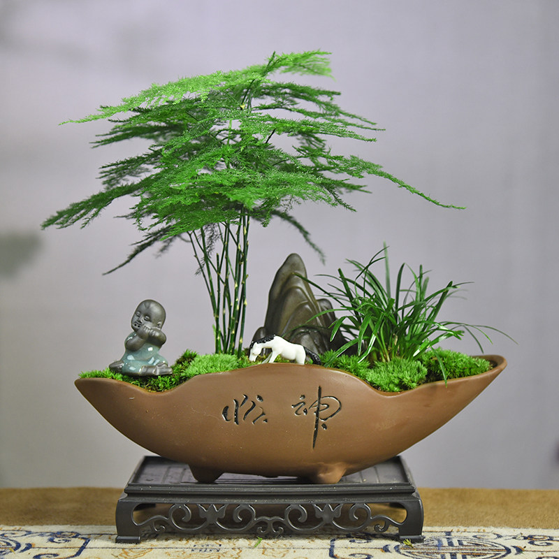 文竹盆栽苔藓微景观室内中式绿植盆景书房阳台观赏植物桌面摆件
