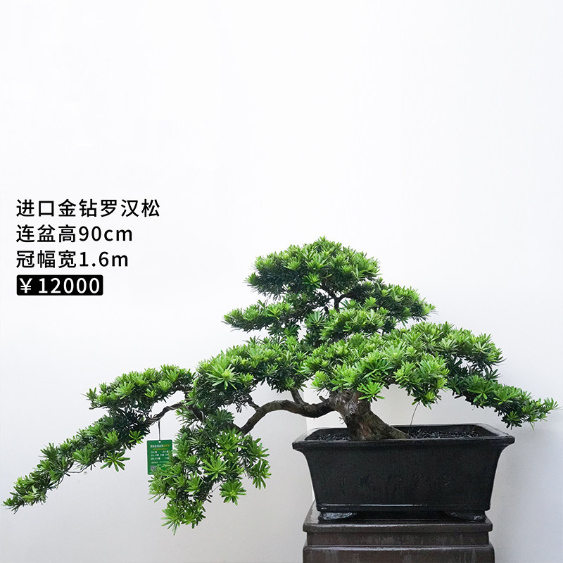 罗汉松盆景真树大型老桩米叶室内高端别墅庭院绿植物盆栽礁石花盆