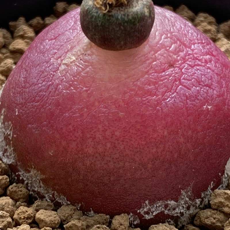 灯泡肉锥3.9厘米多肉植物5年母本