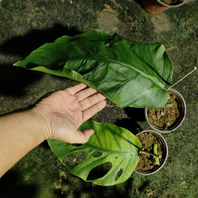 宿雾蓝超大叶杜比亚龟背竹Monstera Dubia 进口稀有盆栽绿植
