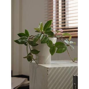 常绿植 三色球兰锦兰花盆景室内办公桌花卉盆栽爬藤植物观叶四季
