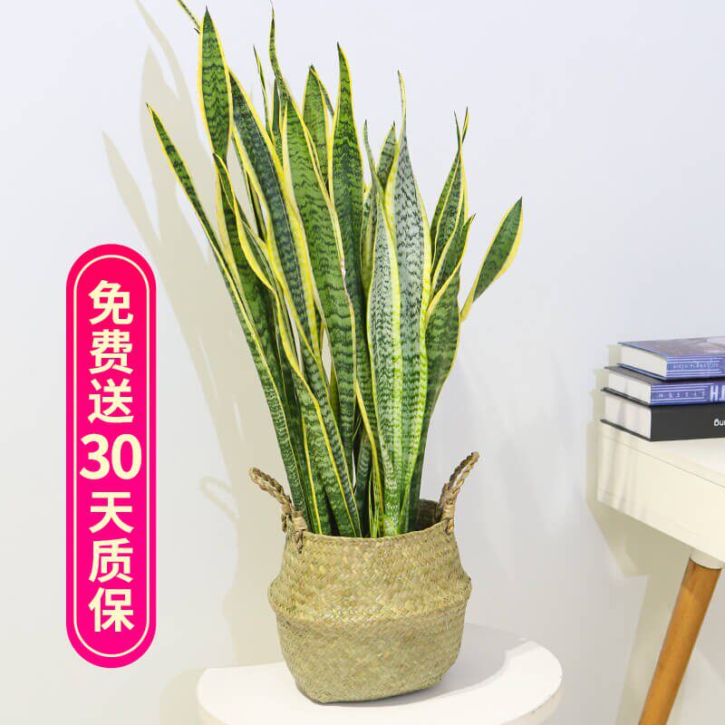 虎皮兰中大型金边虎尾兰吸甲醛放会议室的盆栽绿植办公室室内阳台