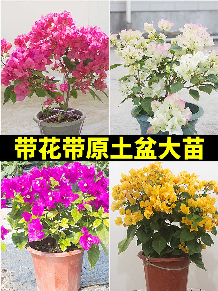 三角梅盆栽带花爬藤植物庭院阳台花卉重瓣老桩巴西三角梅四季开花