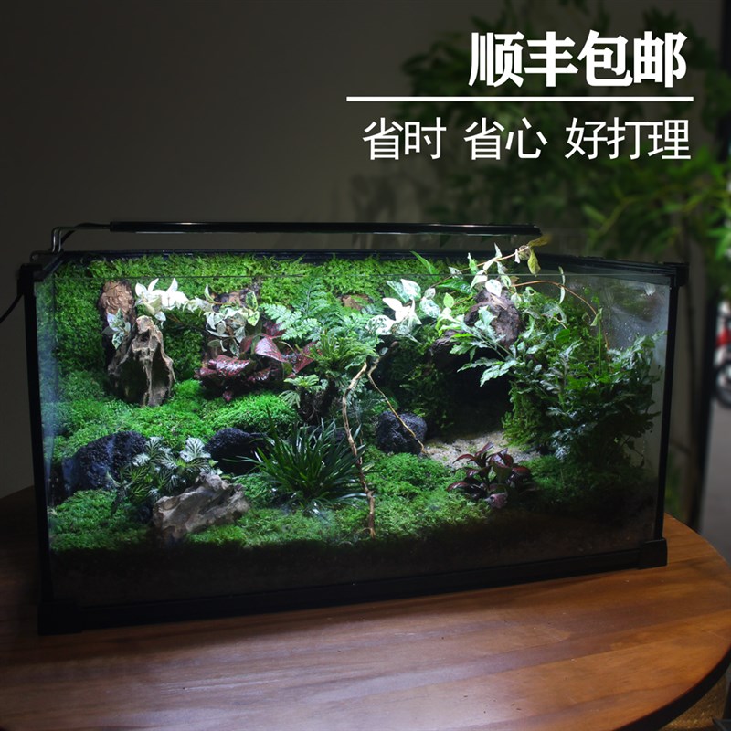 雨林生态缸苔藓微景观创意流水水陆爬宠桌面绿植造景角蛙守宫缸