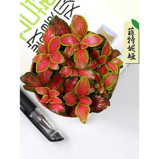 生草网纹盆栽植物面微景s观室内雨林态瓶桌水陆缸造景迷你绿植盆