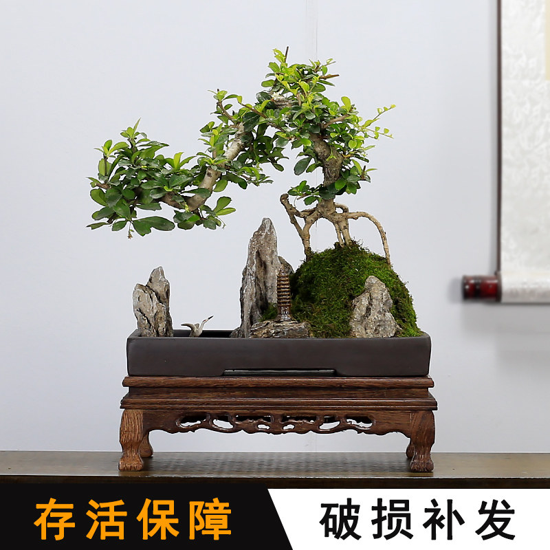 小叶福建茶山水假山盆景造型老z桩植物室内客厅办公室茶室绿植盆