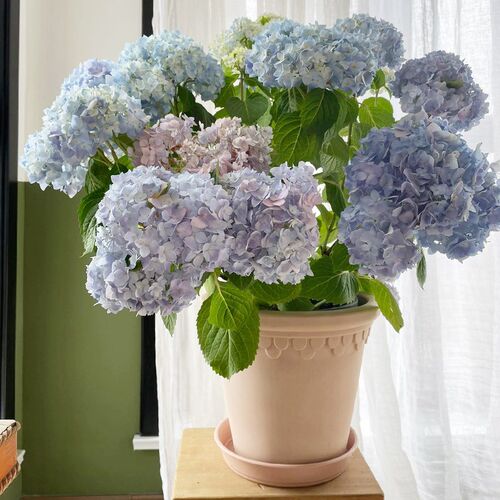 巨型无尽夏绣球花苗多季节开花阳台别墅庭院耐寒植T物盆栽花卉老