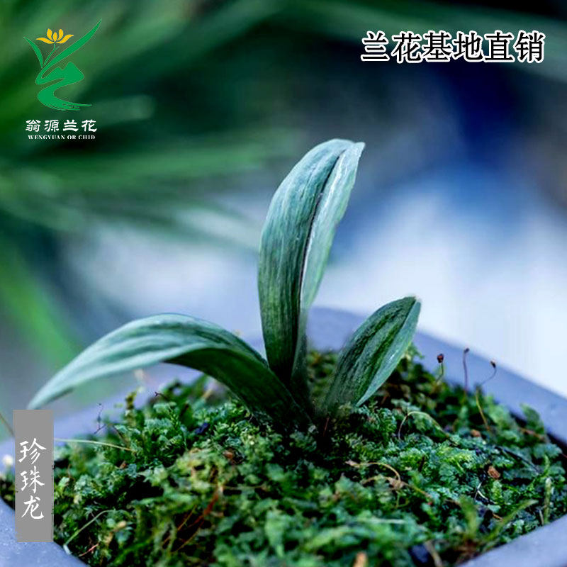 翁源兰花苗高端墨兰矮种珍珠龙奇叶带花浓香好养室V内绿植花卉盆
