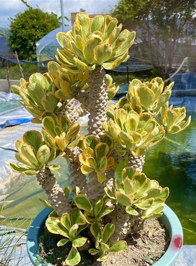 黄色扇贝麒麟锦老桩多头庭院阳台植物室内盆栽多肉植.物沙生景观