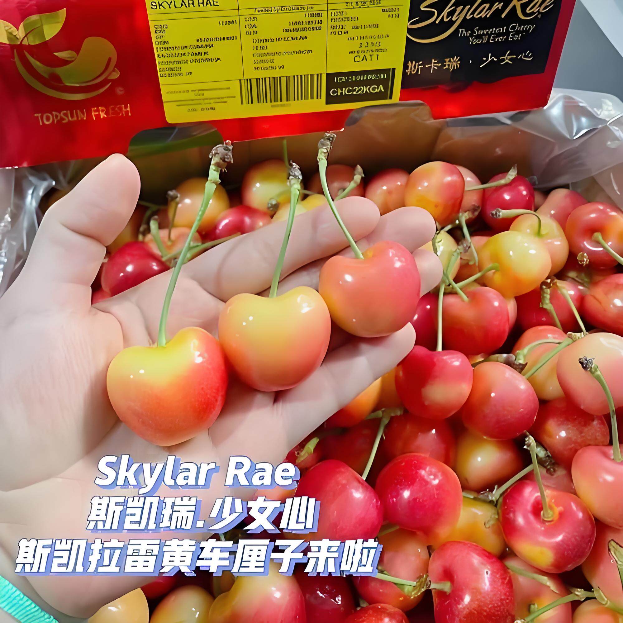 美国黄金车厘子斯凯拉雷礼盒装
