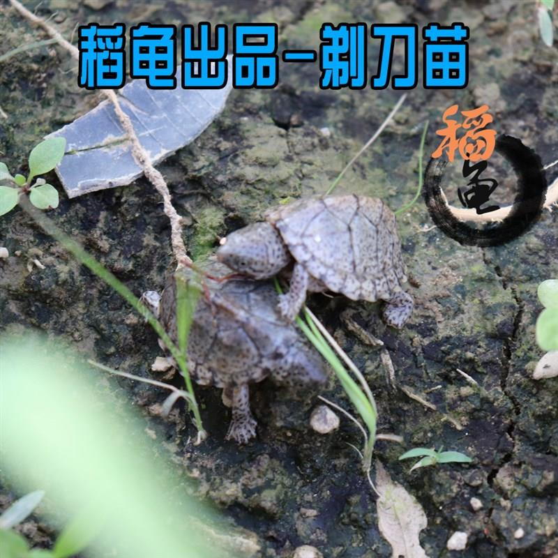 剃刀龟苗活体麝香龟苗活体冷深水龟蛋龟巨头红面乌龟宠物龟屋顶龟