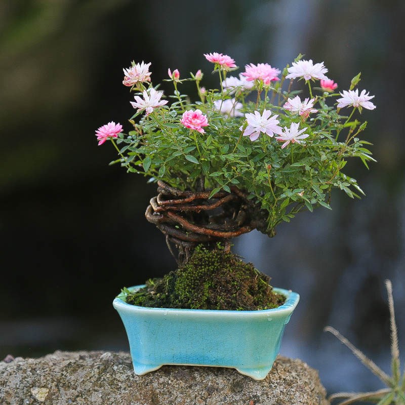 原生姬乙女月季带花苞迷你小花微盆景桌面四季循环开花精致小盆栽