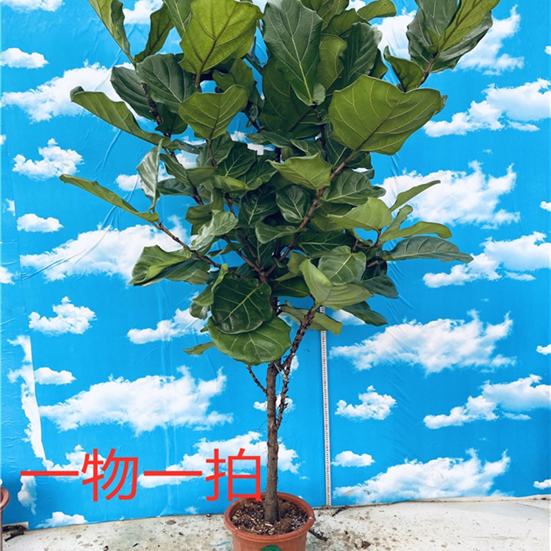 亿兆园艺琴叶榕一物一拍网红植物室内盆栽大型客厅摆放包邮