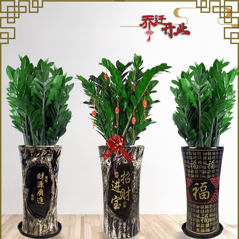 金钱树大盆栽公司大型绿植乔迁开业送礼办公室内植物吸甲醛盆栽