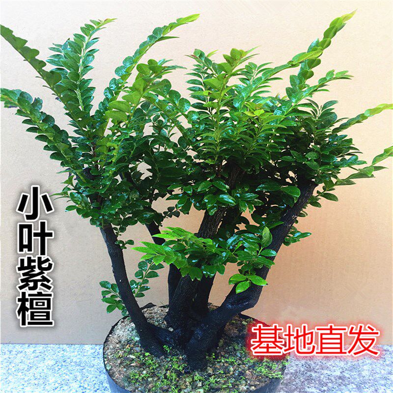 名贵小叶紫檀植物树桩绿植盆景 室内客厅办公室盆栽花卉四季常青