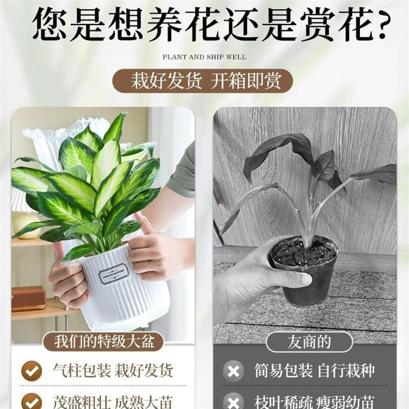 玛丽安粉黛万年青银皇后大盆栽大颗绿植室内客厅桌面好养四季常青