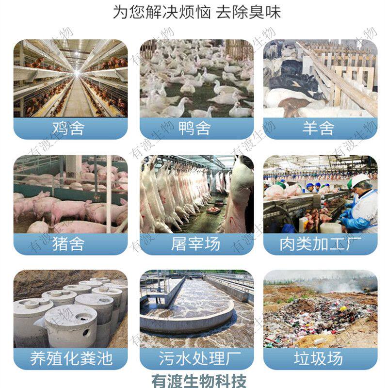 畜牧养殖场生物酶除氨气垃圾场污水旱厕所化粪池工业微生物除臭剂
