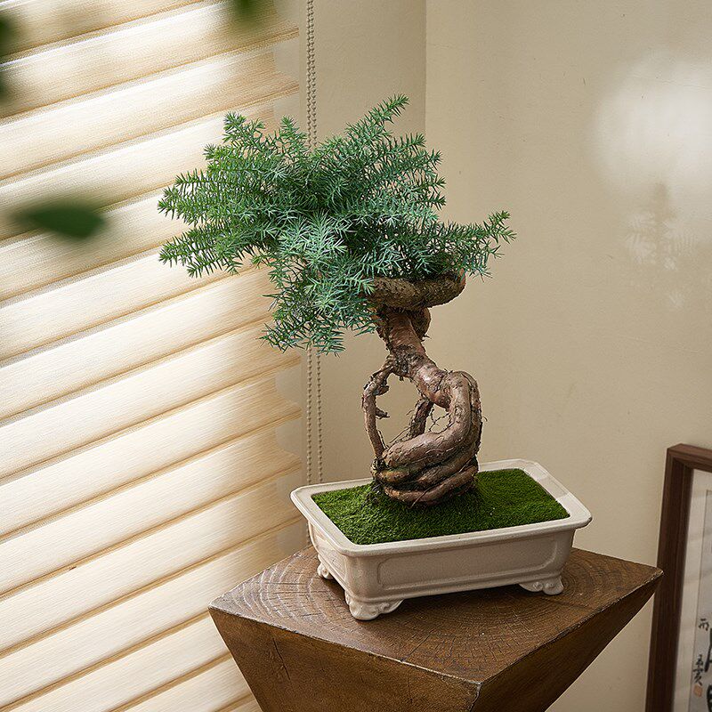 澳洲杉盆景老桩造型植物室内客厅好养耐旱绿植南洋杉不老松盆栽