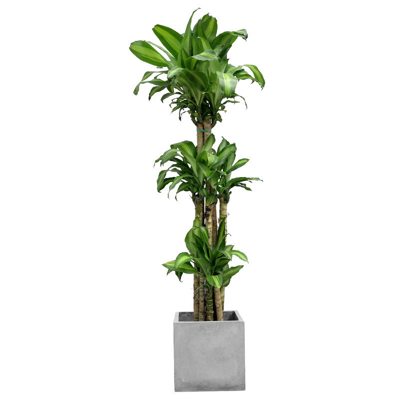 巴西木绿植盆栽室内客厅净化空气观叶盆栽大型花卉常绿植物盆景
