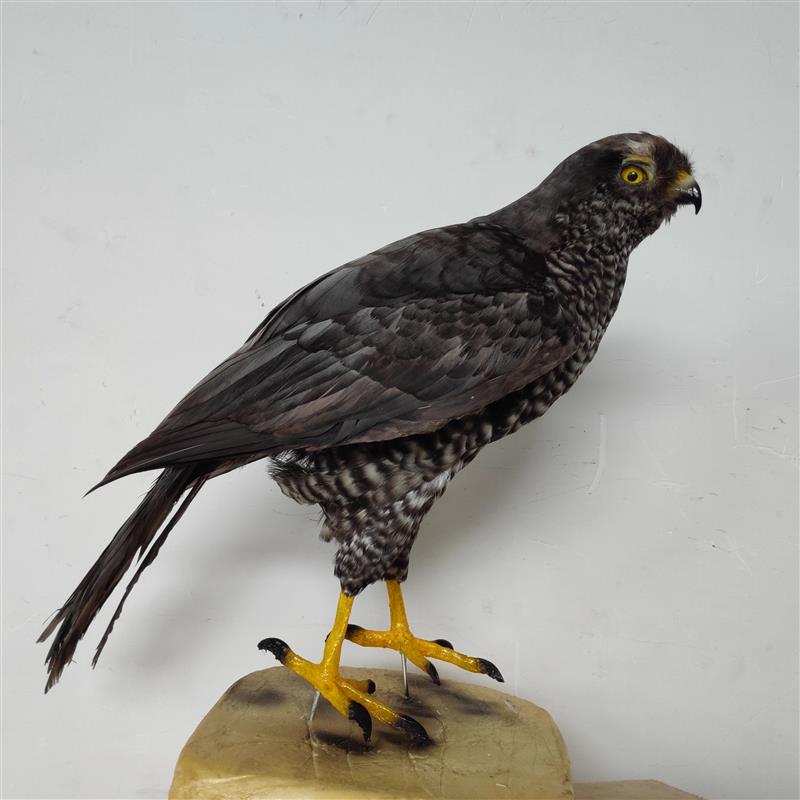 仿真鸟类模型动物摆件标本剥制高仿真生物生态博物馆展览定制
