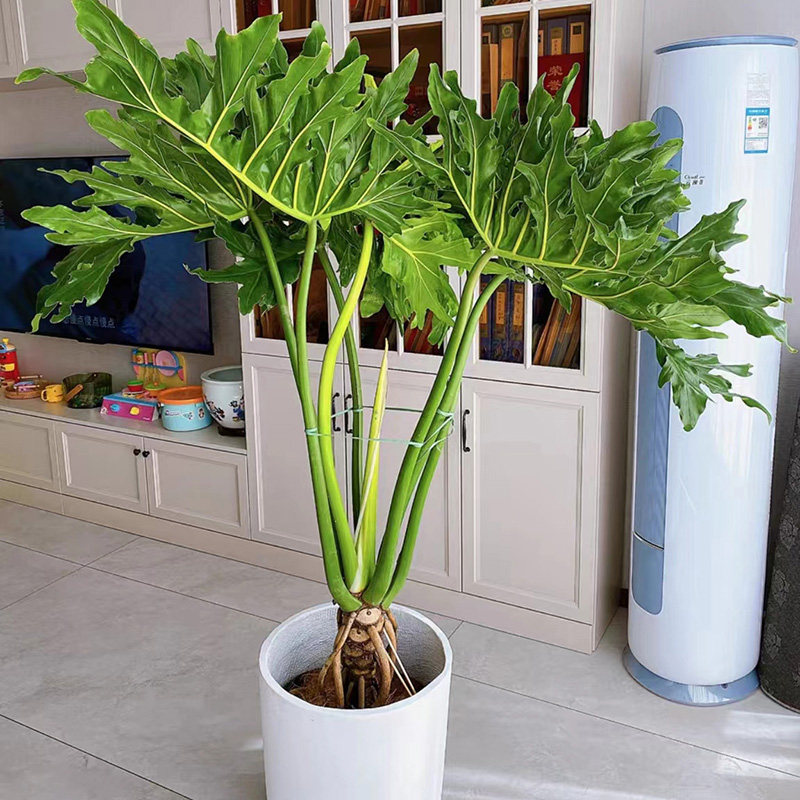 龙鳞春羽老桩盆栽室内大型观叶植物客厅吸甲醛绿植可拍照选货