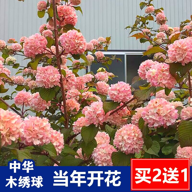 粉色中华木绣球花树苗木本绣球树大花斗球耐晒小苗子进口盆栽植物