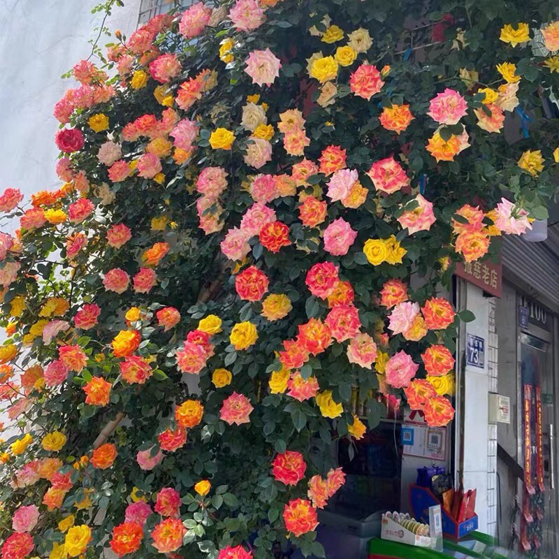 藤彩虹藤本月季花苗盆栽爬藤植物四季开花卉阳台庭院玫瑰蔷薇耐寒