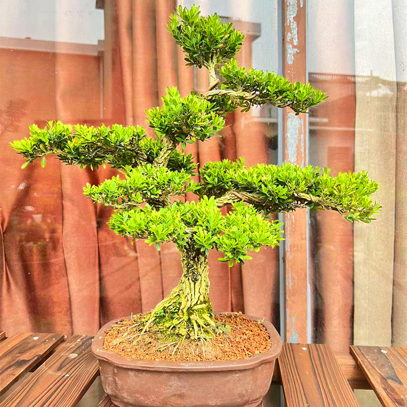小叶雀舌黄杨盆景树桩黄杨盆栽 名贵老桩树苗 皱皮室内造型熟桩